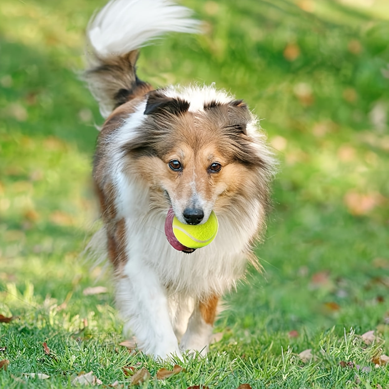 Automatic Dog Ball Launcher By Innovative Pet Products